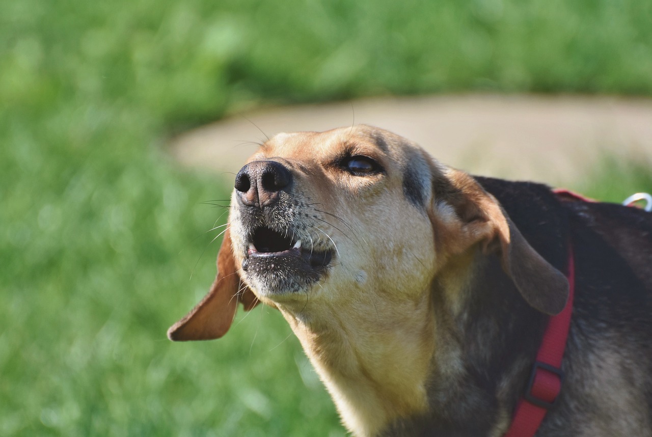 How to Make Your Own Custom Dog Collars